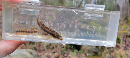 Piedmont darter (Percina crassa) — Percidae
