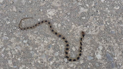 Karoo Tiger Snake