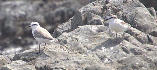 iNaturalist: (c) Nick Leggatt, some rights reserved (CC BY-NC), uploaded by Nick Leggatt iNaturalist image