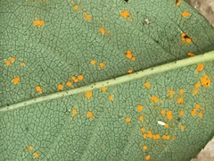 Phragmidium tuberculatum