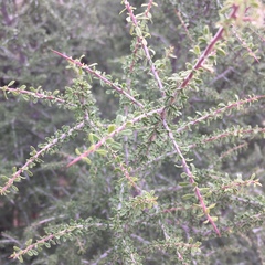 Condalia warnockii