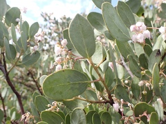 Arctostaphylos australis