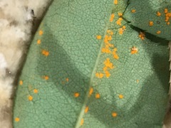 Phragmidium tuberculatum