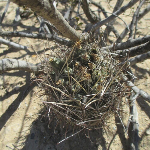 Scheer's Fishhook Cactus (Ancistrocactus scheeri)