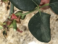 Phragmidium tuberculatum