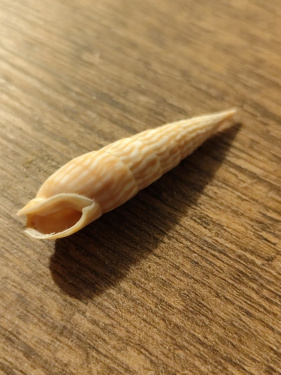 Terebra cerithina observed 2024-12-28