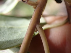 Arctostaphylos australis