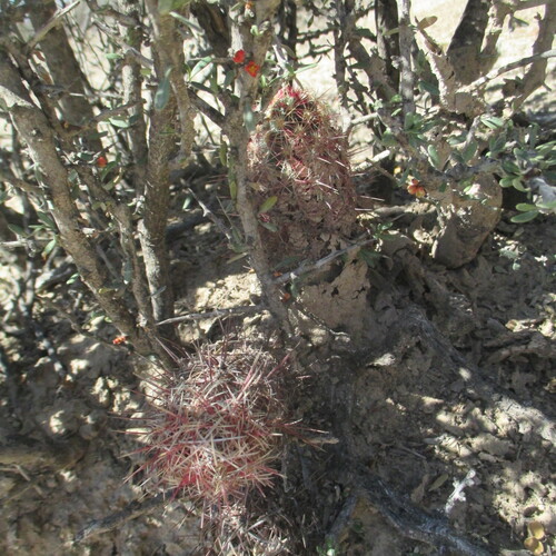 Glory of Texas (Thelocactus bicolor)