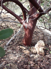 Arctostaphylos australis