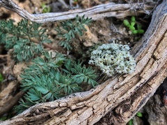 Lomatium canbyi