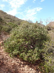 Arctostaphylos australis