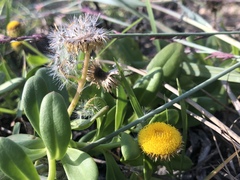 Coronidium oxylepis carnosum