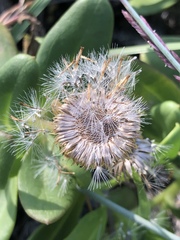 Coronidium oxylepis carnosum