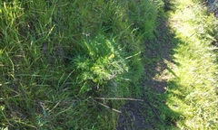 Lomatium utriculatum