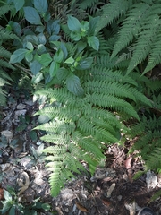 Macrothelypteris
