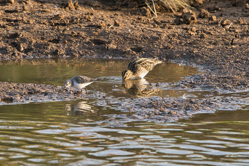 iNaturalist image