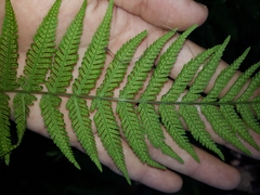 Macrothelypteris