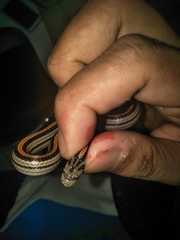 Oligodon octolineatus