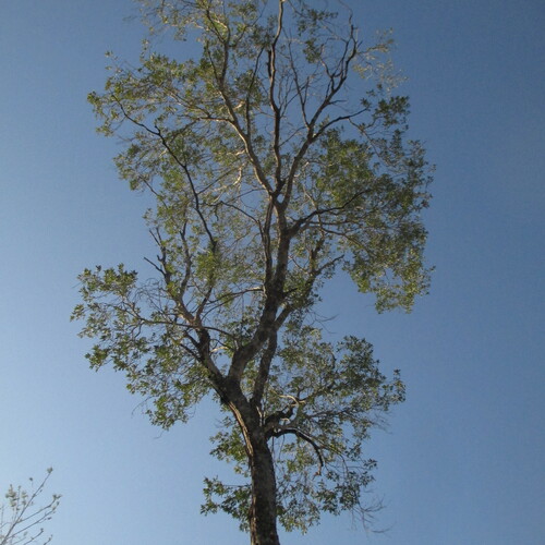 Helietta parvifolia, photograph 2
