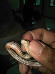 Oligodon octolineatus