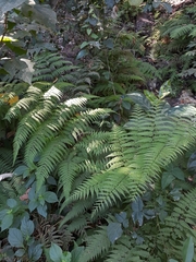 Macrothelypteris