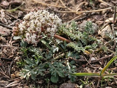 Lomatium canbyi