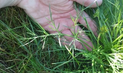 Lomatium utriculatum