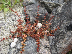 Epilobium microphyllum