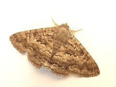Eudesmeola lawsoni