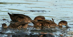 Sunda Teal photo 4