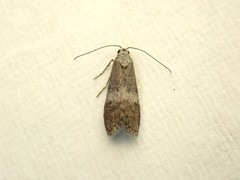 Aphomia baryptera