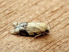 Tracholena sulfurosa