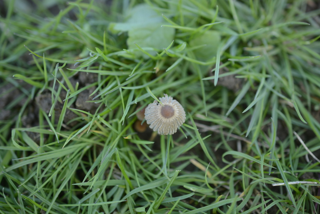 Parasola · March 2026 · photo: © cryptomarasmius (iNaturalist, cc-by)