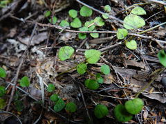 Nertera dichondrifolia