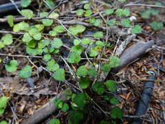 Nertera dichondrifolia