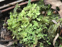 Lophocolea semiteres