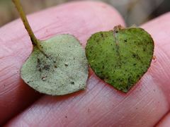 Nertera dichondrifolia