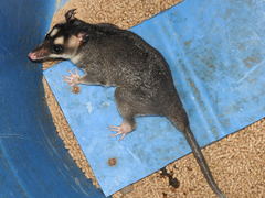 Philander opossum