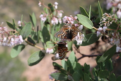 Euphydryas editha quino