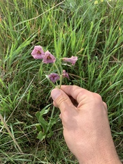 Fritillaria striata