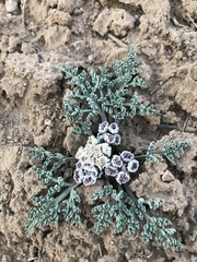 Vesper constancei