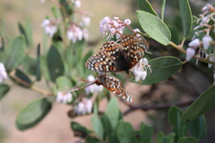 Euphydryas editha quino