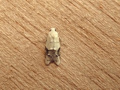 Tracholena sulfurosa