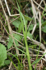 Poa remota