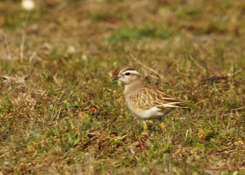 Chorlito carambolo (Charadrius morinellus)