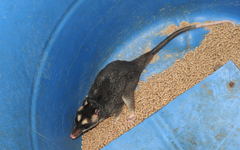 Philander opossum