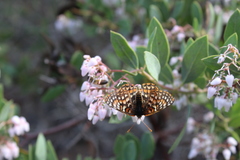 Euphydryas editha quino