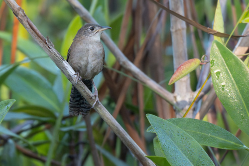 Zapata Wren (Ferminia cerverai), photo 6