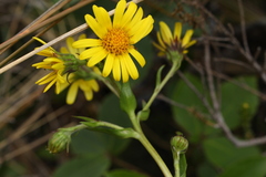 Dolichoglottis lyallii