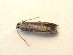Aphomia baryptera